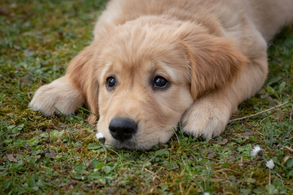 golden-retriever-puppy-image-with-text-best-dog-treats-for-puppies