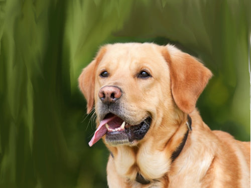 Rawhide vs. Natural Chews: What’s the Real Difference?