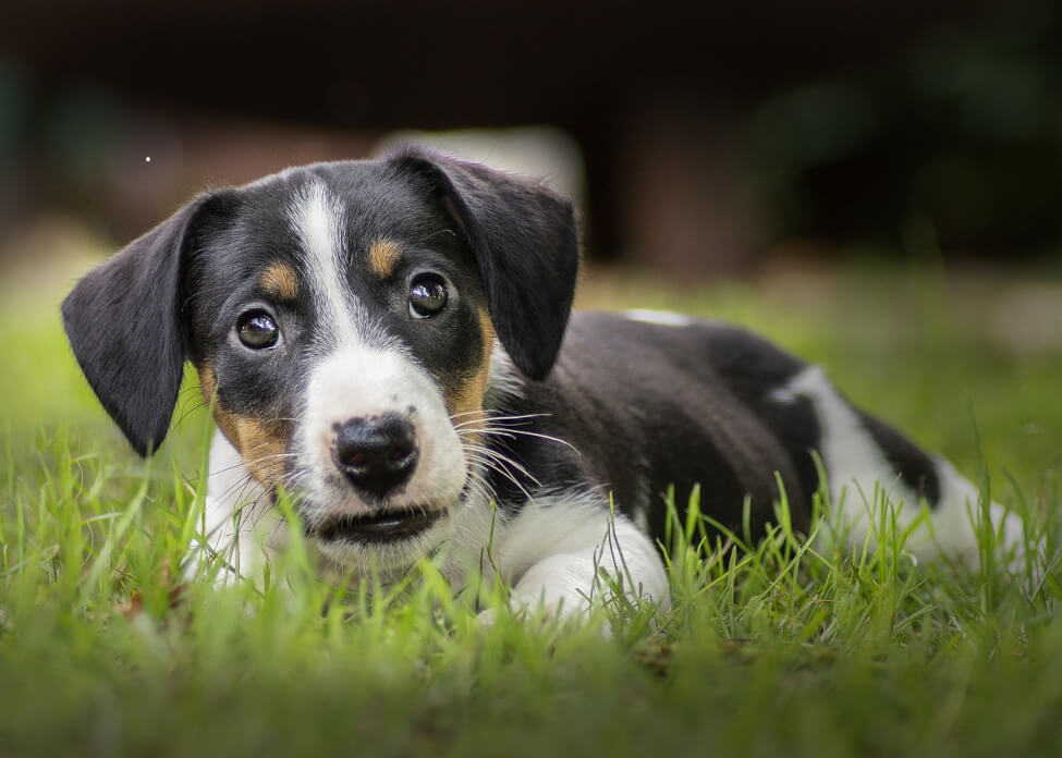 small-dog-laying-in-grass-with-text-single-ingredient-dog-treats-and-chews