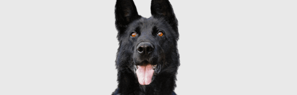 black-shepherd-image-with-text-led-safety-pendant-lights-for-dogs