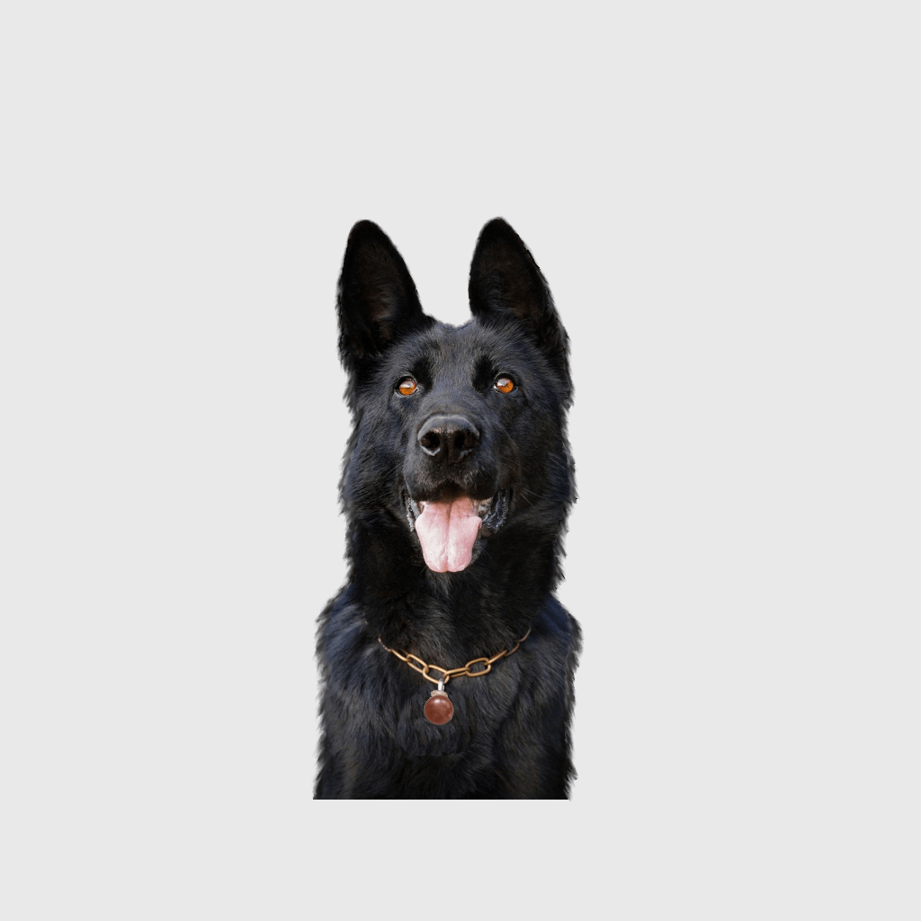 black-shepherd-image-with-text-led-safety-pendant-lights-for-dogs