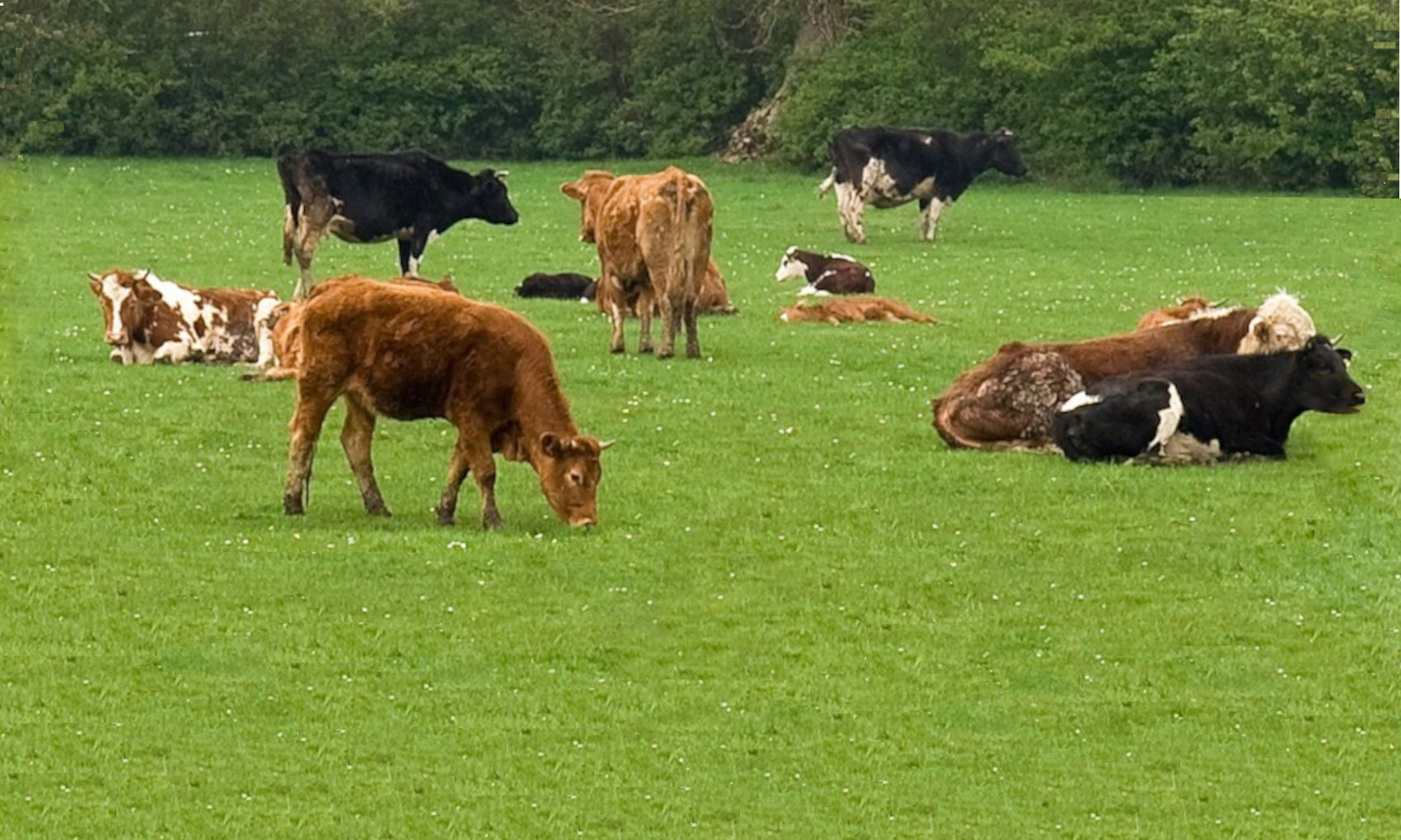 cow-in-field-image-with-text-beef-dog-treats-chews