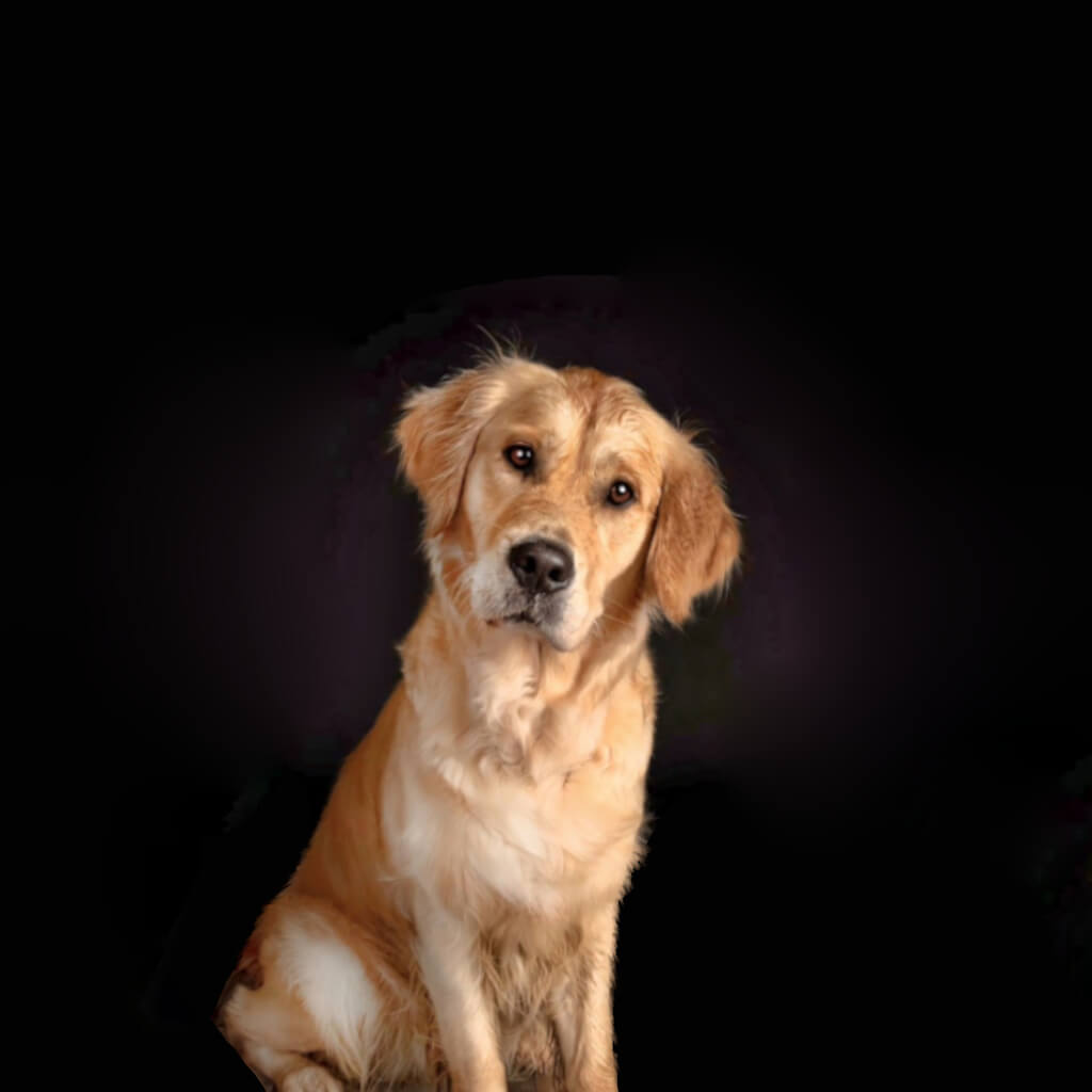 golden-retriever-dog-image-with-text-biggest-bull-pizzle-collection