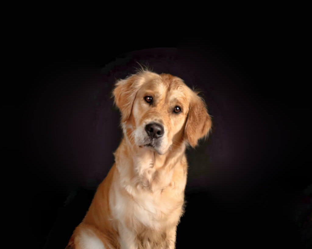 golden-retriever-dog-image-with-text-biggest-bull-pizzle-collection