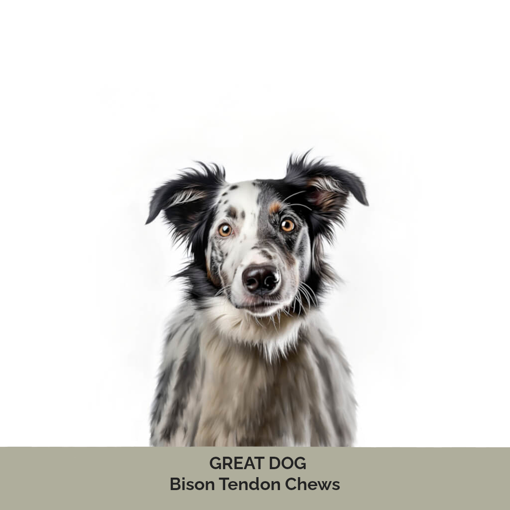 australian-shepherd-dog-image-with-text-bison-tendons-for-dogs-collection