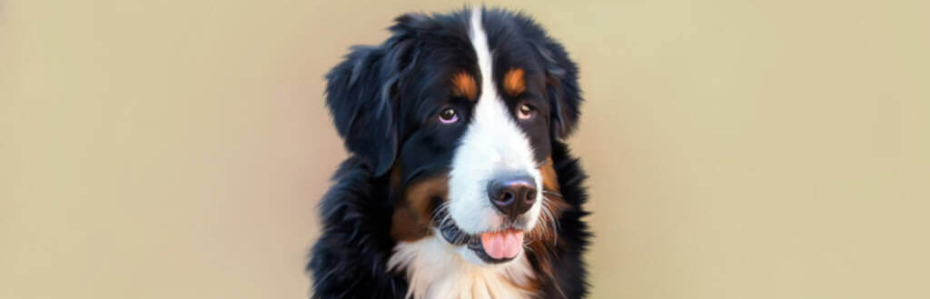 bernese-mountain-dog-image-with-text bison-scaps-for-dogs-collection