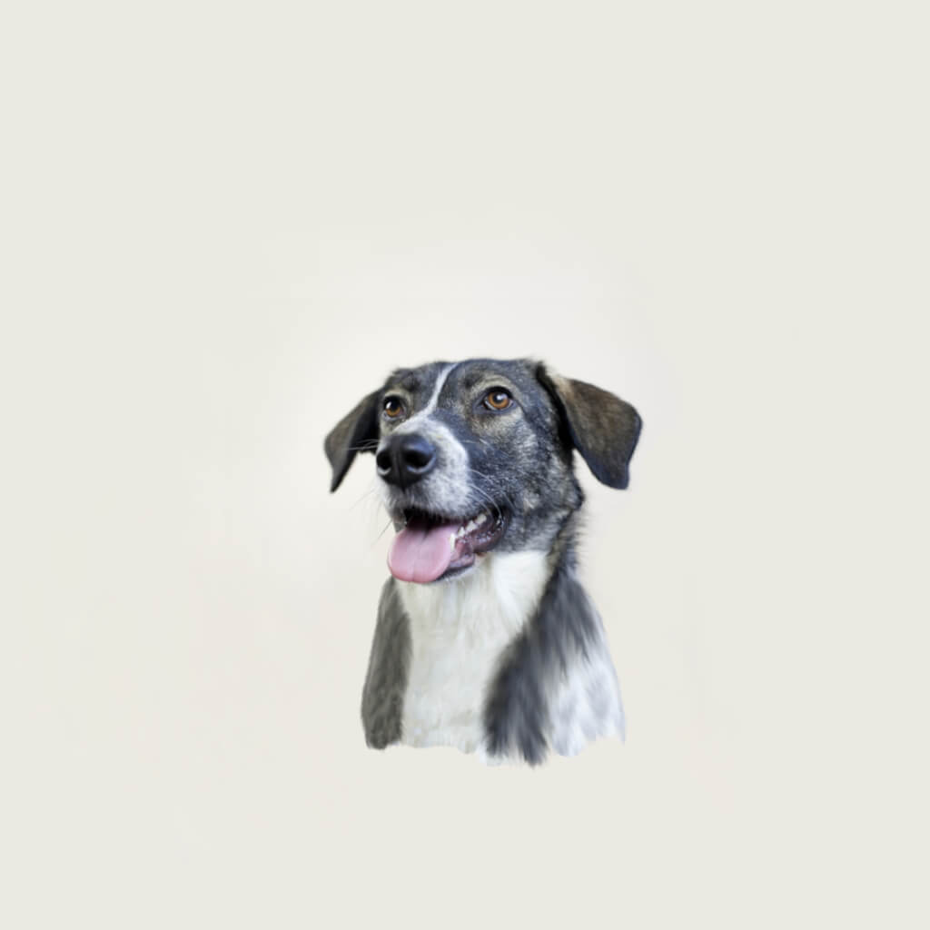 mutt-dog-image-with-text-bison-bones-for-dogs