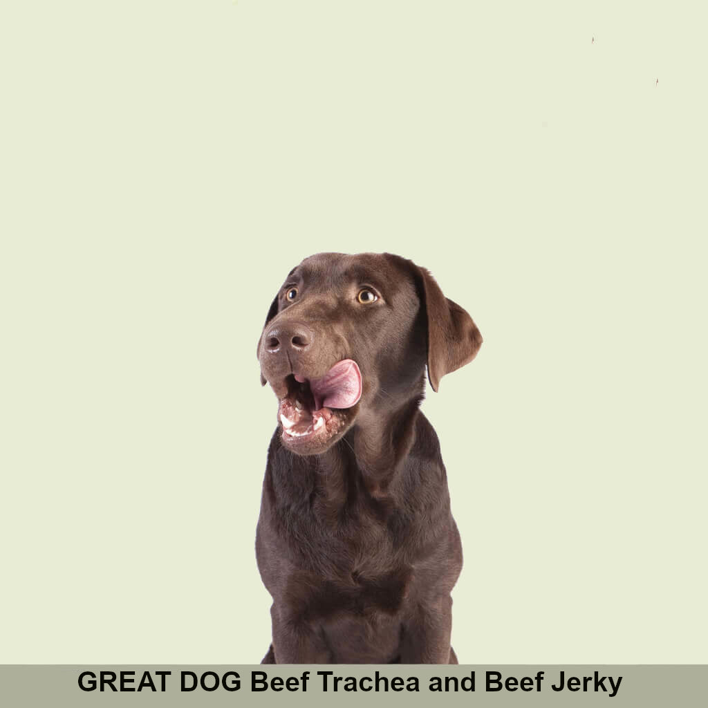 chocolate-labrador-retriever-image-with-text-beef-trachea-beef-weasand-beef-jerky-collection