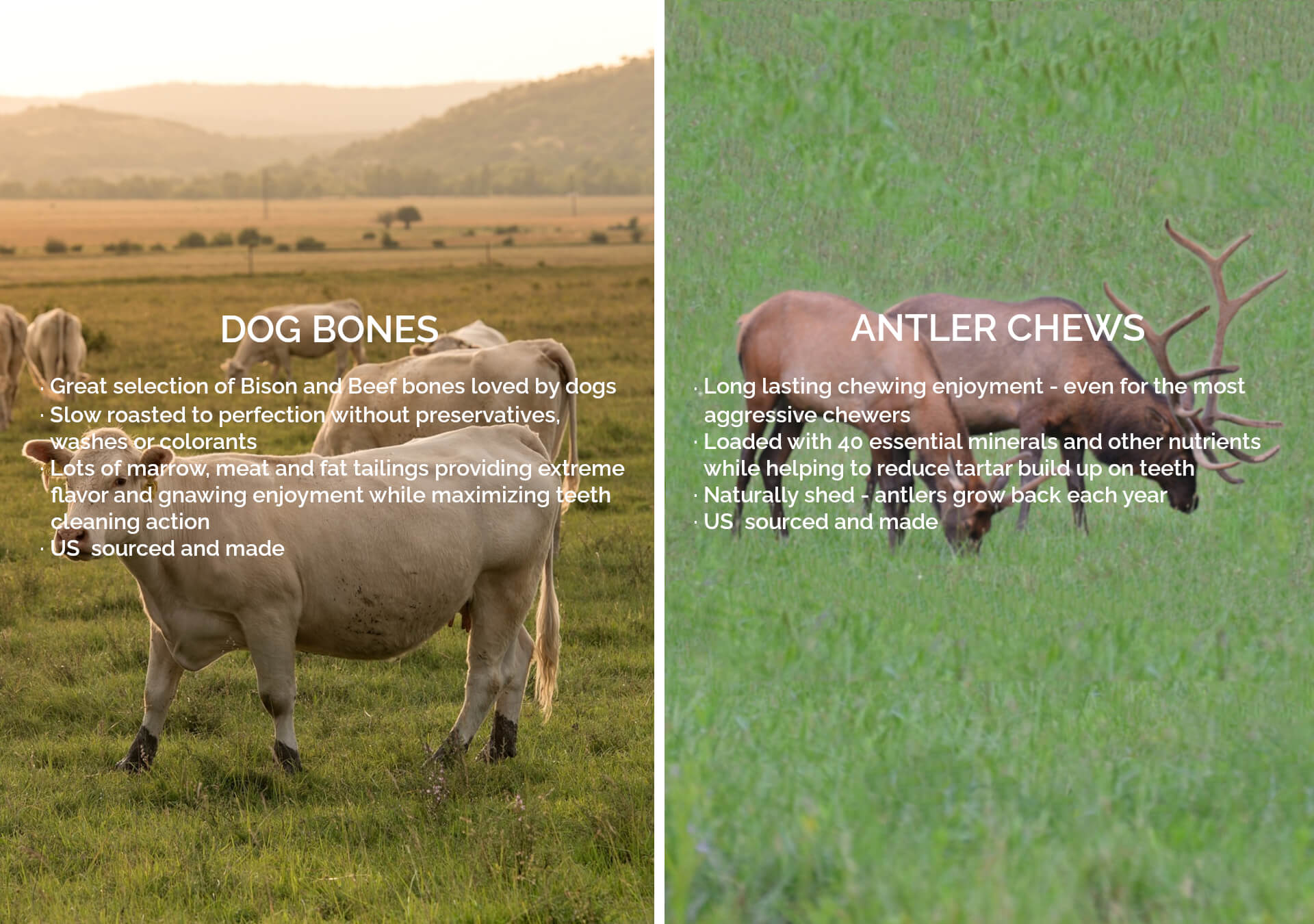 cattle-in-field-image-with-text-dog-bones-and-elk-in-field-image-with-text-antler-dog-chews
