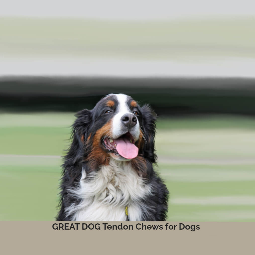 bernese-mountain-dog-image-with-text-great-dog-tendon-chews-for-dogs