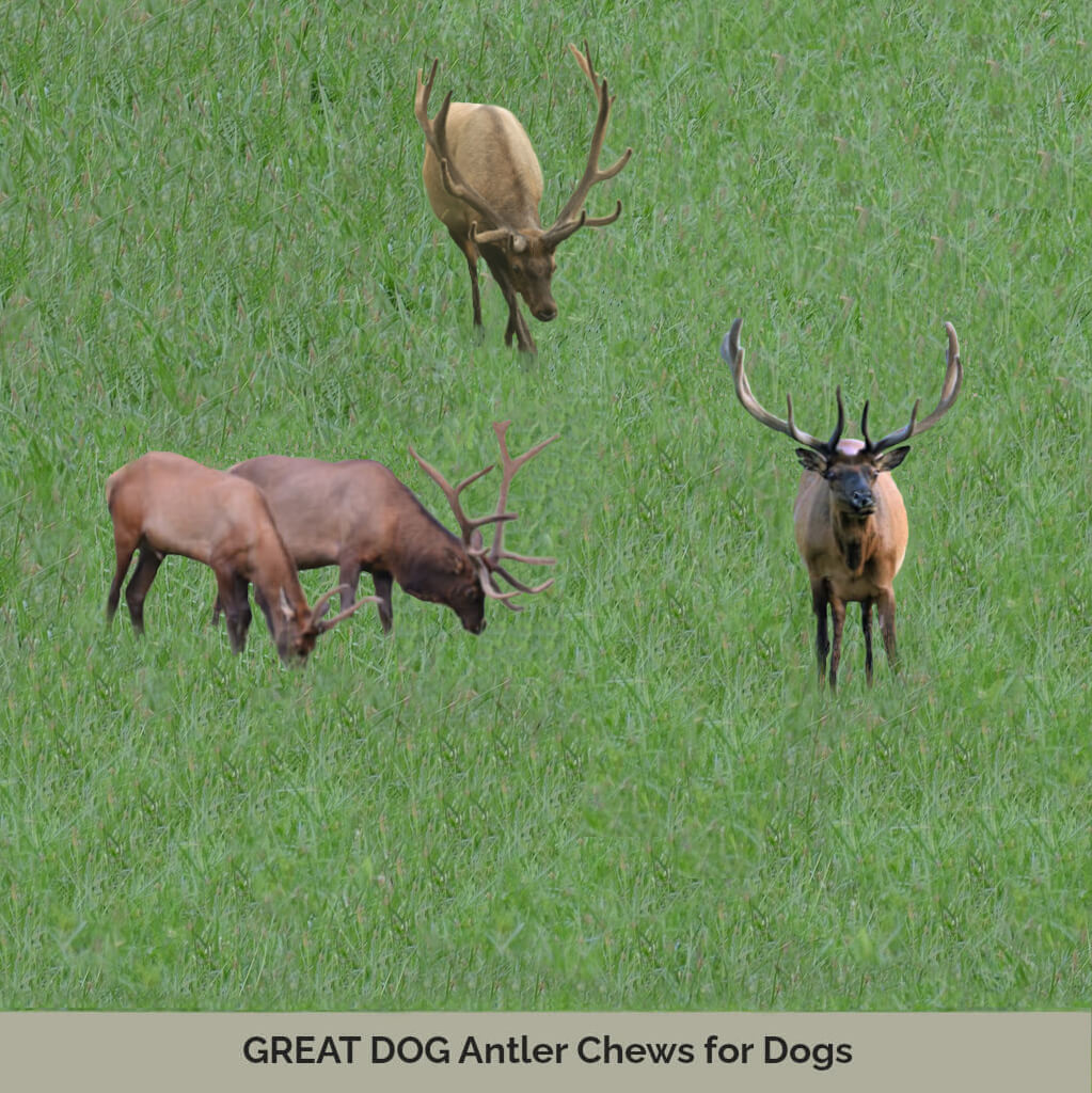 elk-in-field-image-with-text-antler-chews-for-dogs