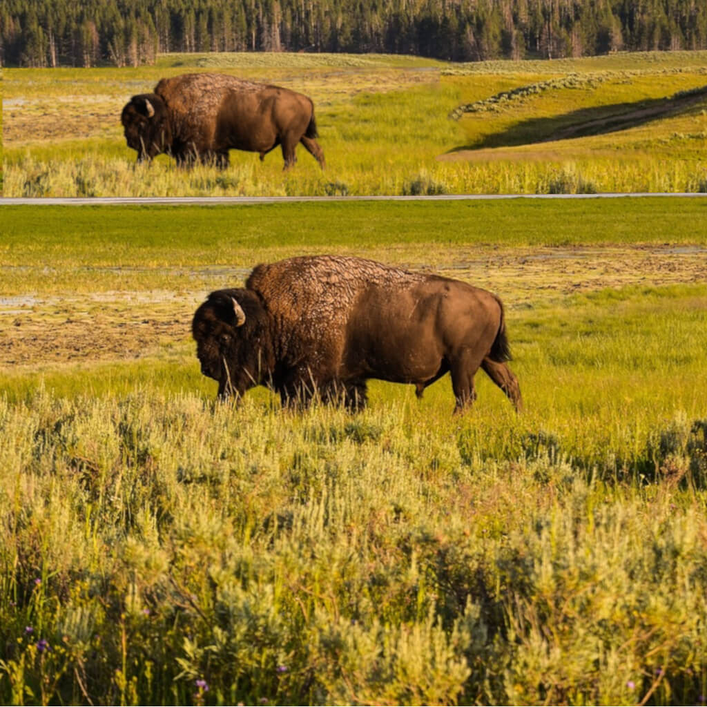 bison-in-field-image-with-text-bison-dog-treats-chews-and-bones-collection