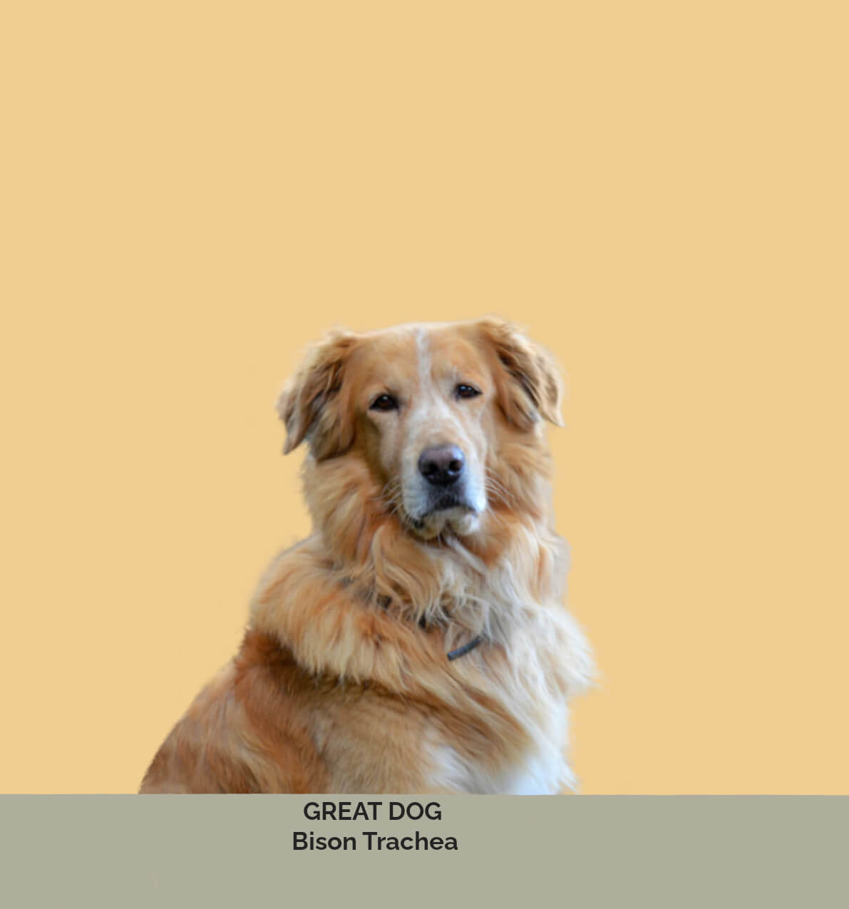 golden-retriever-dog-image-with-text-bison-trachea-dog-chew-collection