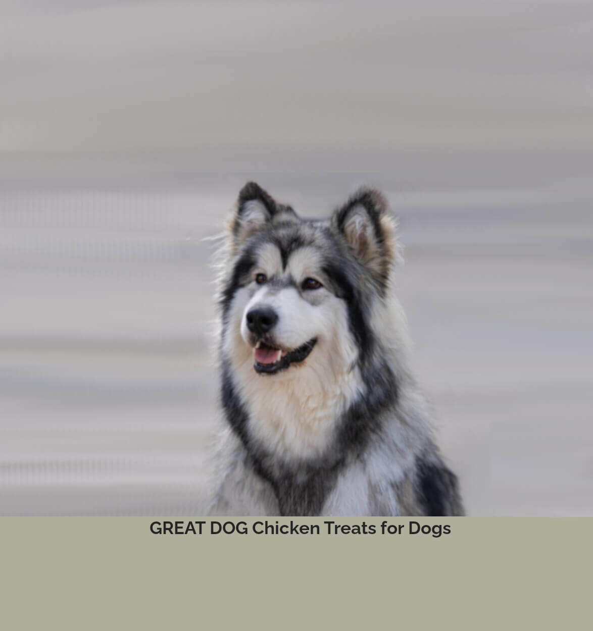 alaskan-malamute-dog-image-with-text-chicken-treats-for-dogs-collection