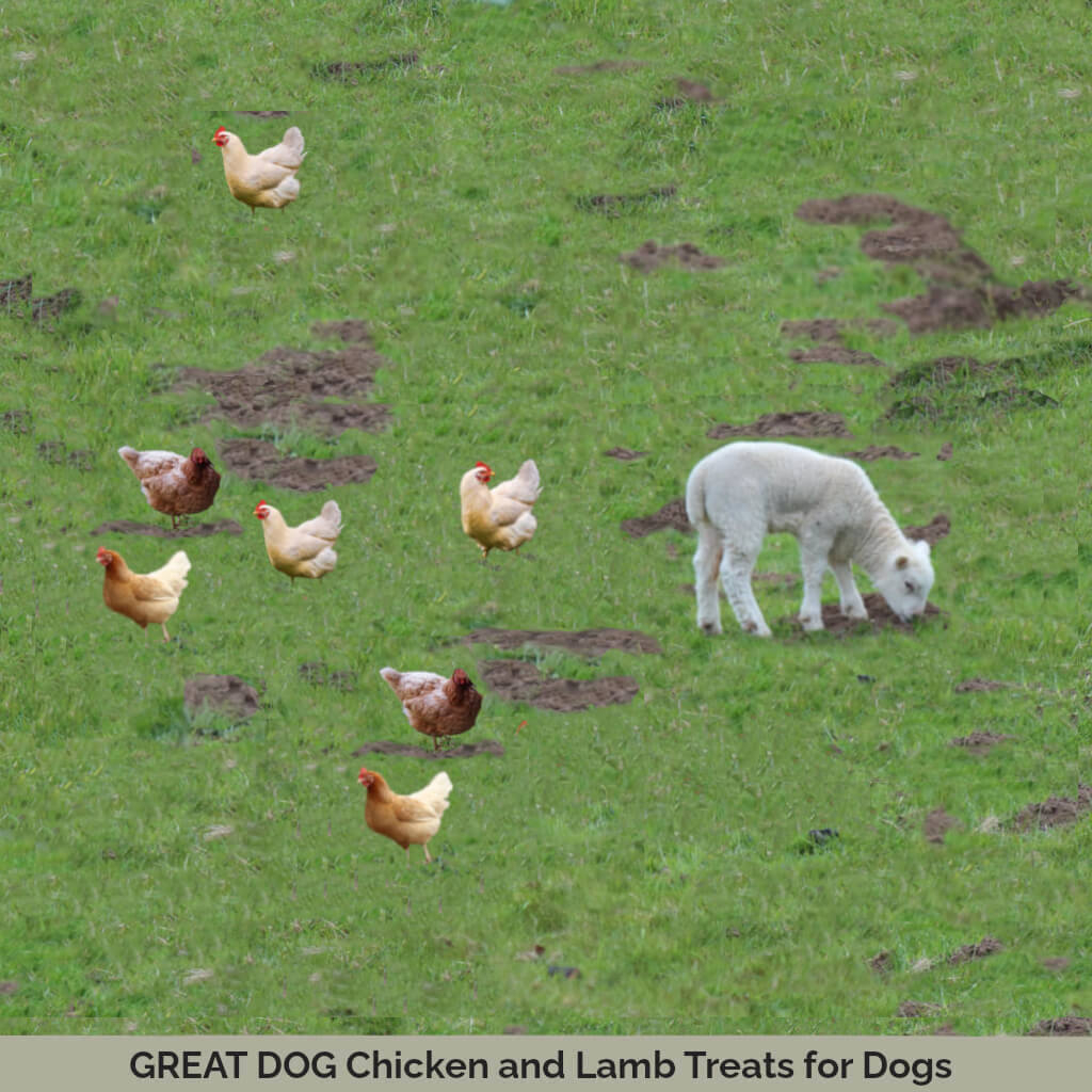 chicken-and-lamb-image-with-text-chicken-and-lamb-treats-for-dogs