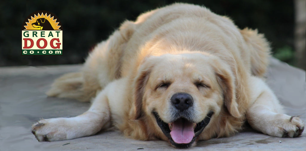 GREAT DOG CO. Smiling Golden Retriever