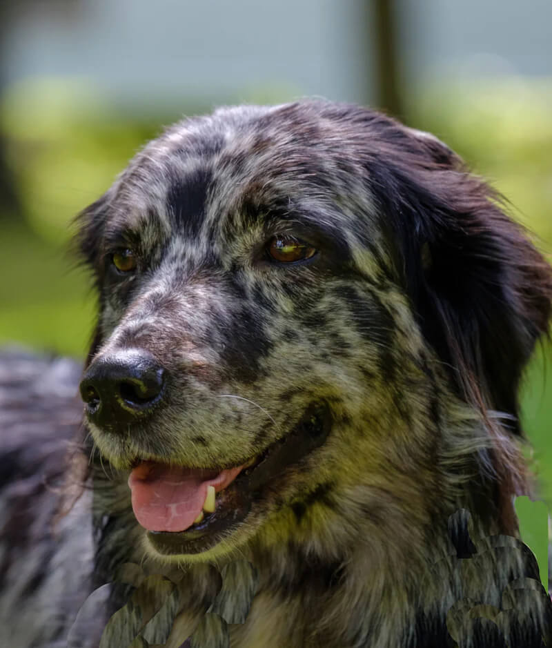 australian-shepherd-image-with-text-bison-treats-chews-rich-in-flavor