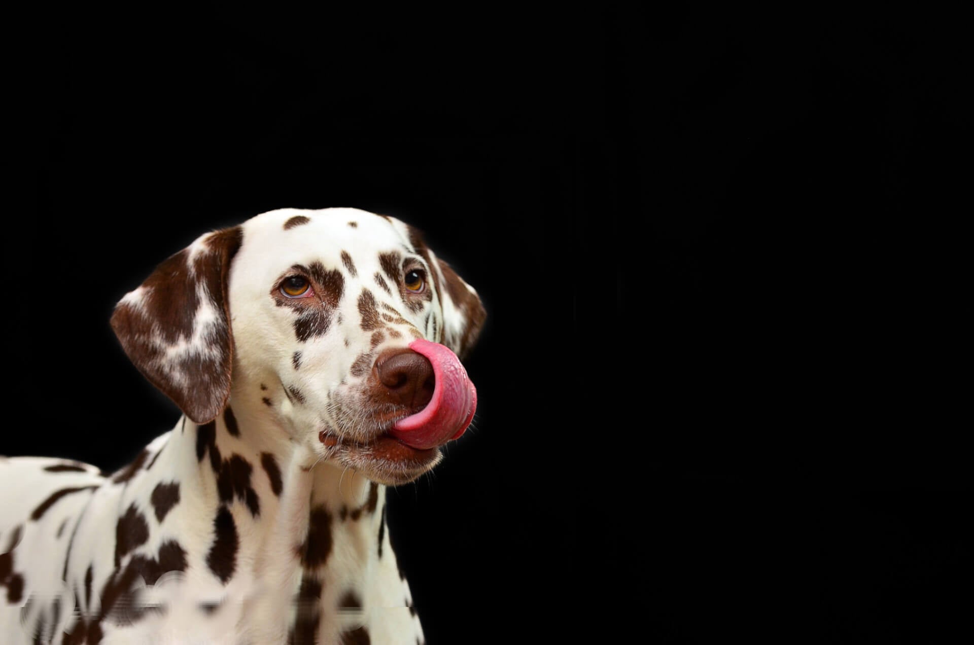 dalmatian-dog-licking-mouth-image-with-text-long-lasting-chews-dog-bones