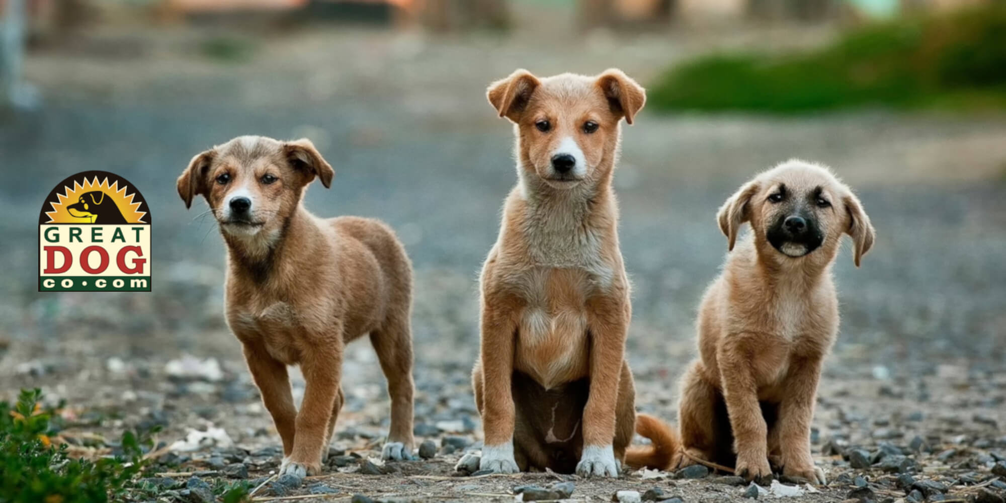 great-dog-co-home-page-image-of-three-terriers-with-text-healthy-dog-teats-and-chews