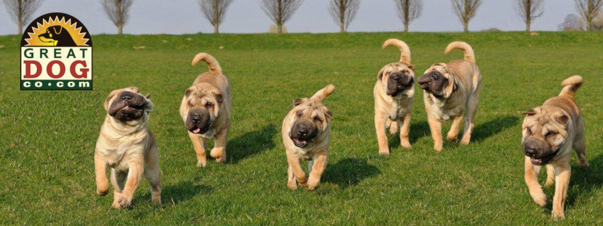 six-shar-pei-dogs-running-image with-great-dog-co-logo