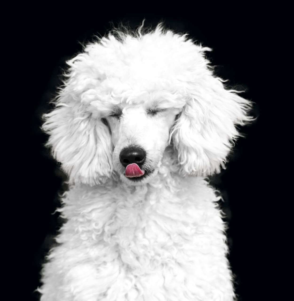 standard-poodle-licking-mouth-image-with-text-all-great-dog-collections