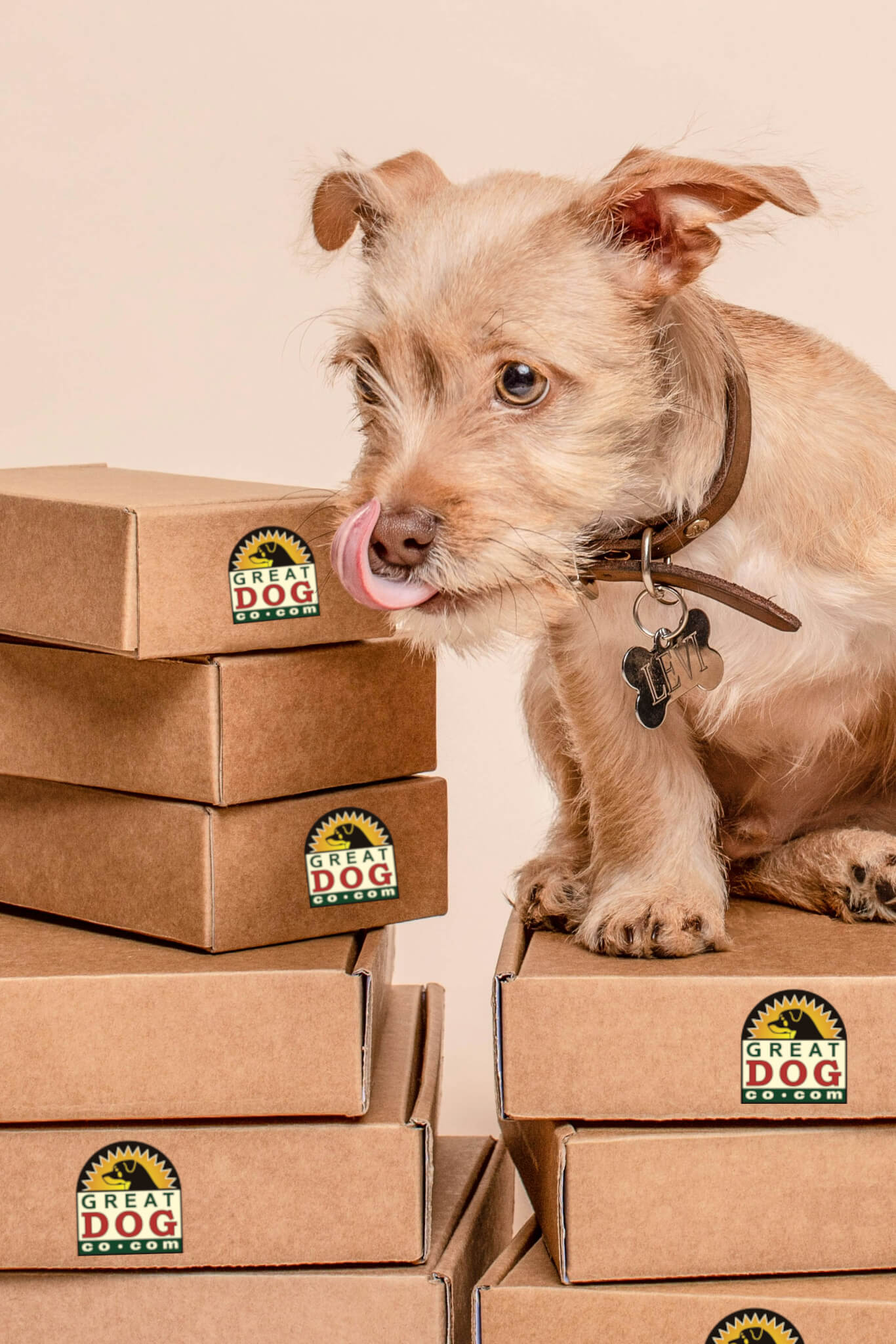 terrier-dog-sitting-on-gread-dog-boxes-with-text-why-not-give-them-the-best