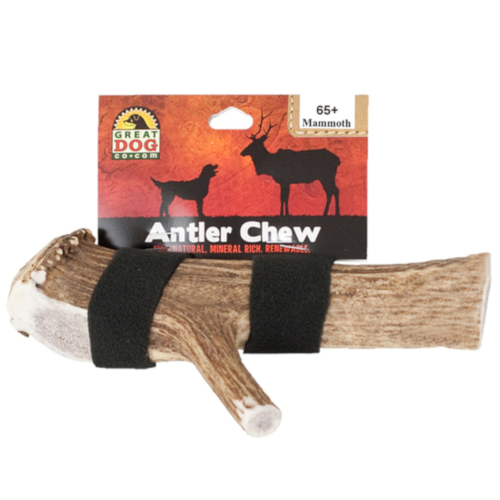 GREAT DOG Mammoth Elk Antler Chews - Best for Dogs 65+ LBS - Sourced and Made in USA